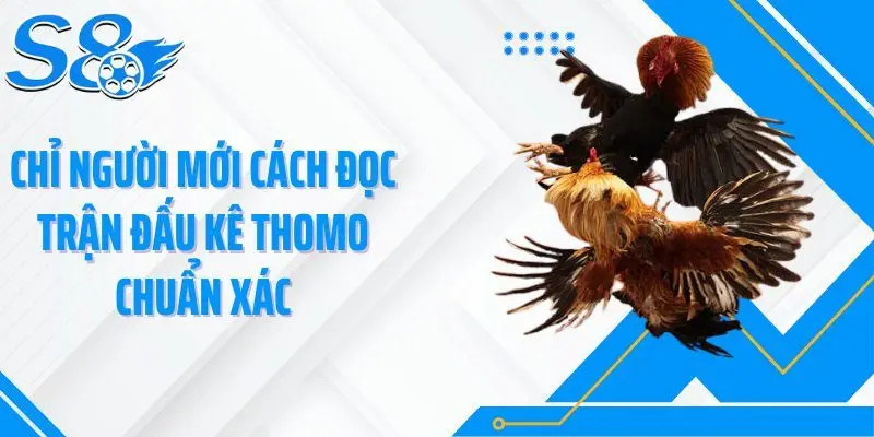Chỉ người mới cách đọc trận đấu kê Thomo chuẩn xác