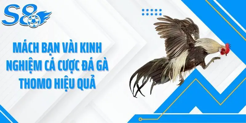 Mách bạn vài kinh nghiệm cá cược đá gà Thomo hiệu quả