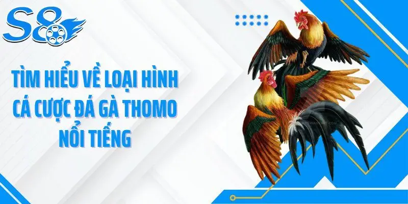 Tìm hiểu về loại hình cá cược đá gà Thomo nổi tiếng